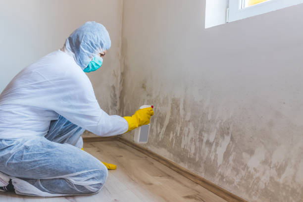 Licensed Attic Mold Remediation service in Plantation, FL - 24 Hour Mold Removal
